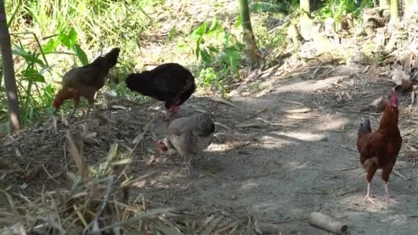 灰色的 褐色的 红色的母鸡在村里的院子里啄食谷粒 — 图库视频影像