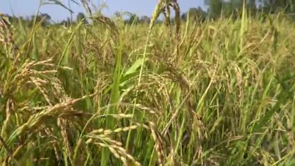 稻田里的水稻 — 图库视频影像