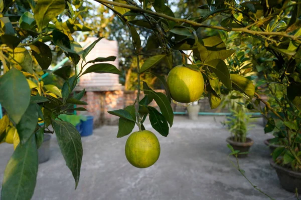 Zbliżenie Organicznych Świeżych Pomarańczy Wiszących Drzewie — Zdjęcie stockowe