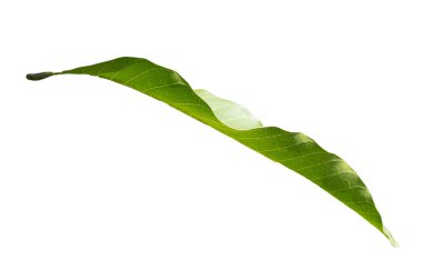 Mango Yeşil Yaprakları ve Beyaz Arkaplan 'da bulunan şube. Beyaz arkaplanda taze yeşil mango yaprağı