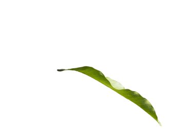 Yeşil yapraklar, mango yaprakları, beyaz arka planda izole edilmiş.