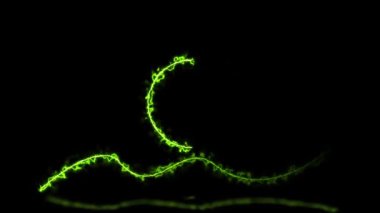 Soyut neon dalga logosu animasyonu gösteriyor. Yeşil renk neon neon dairesel çerçeve, daire, halka şekli, boş boşluk neon çizgi logo arkaplanı