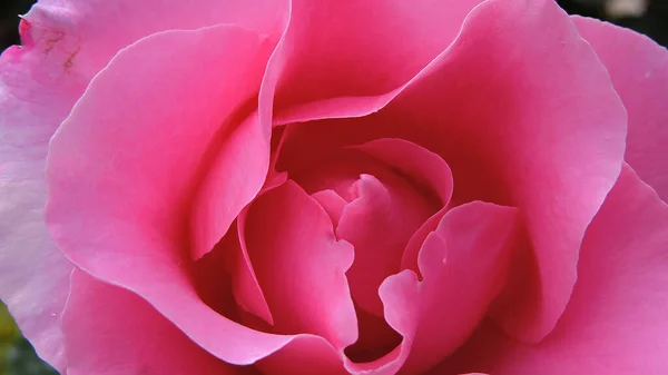 Gül yaprakları Çiçek açıyor Resim