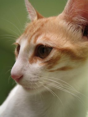 Portre için poz veren sevimli bir kedi.