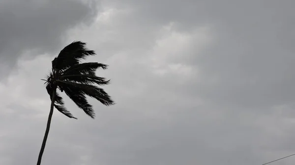 風に乗って動く木 — ストック写真