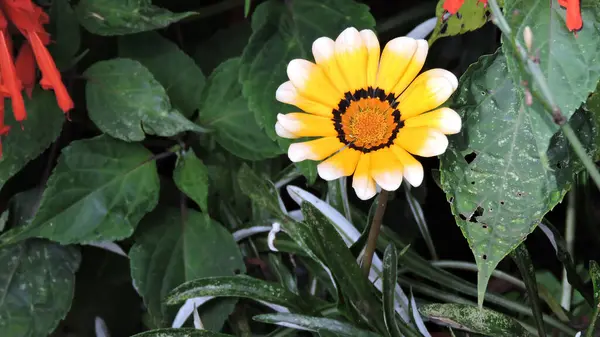 Желтый Цветок Саду Выглядит Круто Мило — стоковое фото