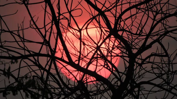 Ormandaki ağaçların arkasında parlak güneş batıyor.
