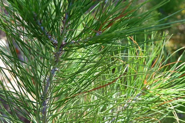Pine Tree Branch Green Pine Needles Close — стокове фото