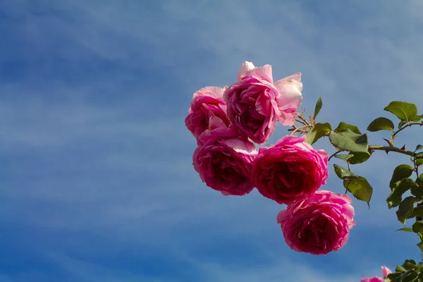 Gökyüzüne karşı siluetlenmiş bir avuç gül..