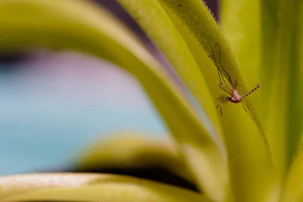 Die Insektenfressende Pflanze Sonnentau Mit Toten Insekten — Stockfoto