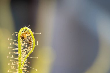 Drosera Indica tarafından yakalanan sivrisinek böcekleri. Sundew Yaprağı