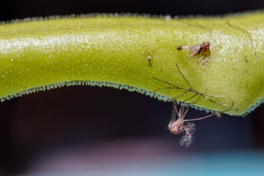 Pinguicula ya da Butterwort yapraklarına dolanmış böcekler