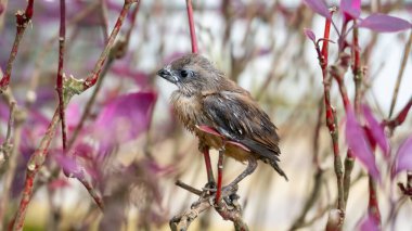 Closeup shot of a sparrow perched on a branch. Warm color