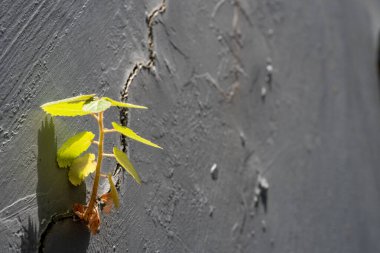 A tree growing in the gap between two concrete walls