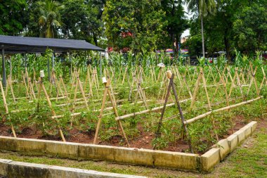 Bekasi, October 10, 2022:  Rows of baby tomatoes and corn on the plantation department research farm