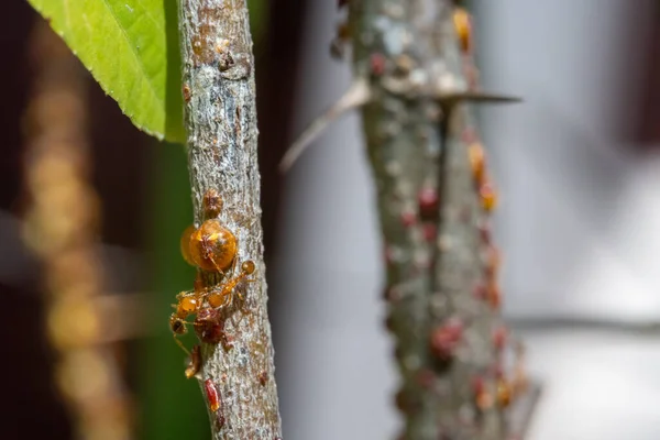 Macro Photography of Group of Tiny Ants Carrying Pupae and Eggs on Stick