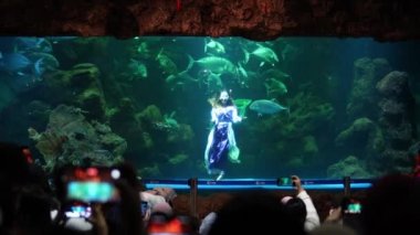 Jakarta, 28 Ocak 2023 Seaworld 'ün devasa tankında okyanus prensesiyle muhteşem su dansı. Deniz Dünyası 'nın Deniz Kızı' nın Ancol 'deki muhteşem su performansı