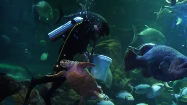 Jakarta Ledna 2023 Potápění Krmení Mořských Želv Ryb Obrovském Akváriu — Stock video