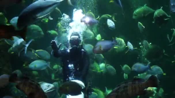 ジャカルタ 2023年1月28日 シーワールドの巨大な水族館でのダイビングと餌やりウミガメと魚 アンコール 海洋生物の美しさを発見 — ストック動画