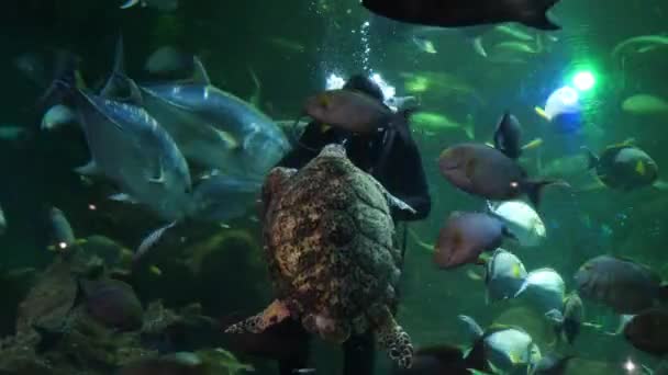 Jakarta Januari 2023 Duik Voederzeeschildpadden Vissen Een Gigantisch Aquarium Seaworld — Stockvideo