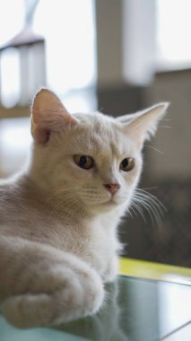 Kameraya odaklanmış Singapur kedisi.