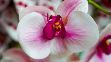 Plastikten yapılmış ay orkidesinin yakın plan fotoğrafı.