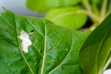 Bitler ve bitlerle enfekte olmuş hidrofonik sebzelerin makro fotoğrafı. Zarar görmüş sebzeleri yiyen böcekler.