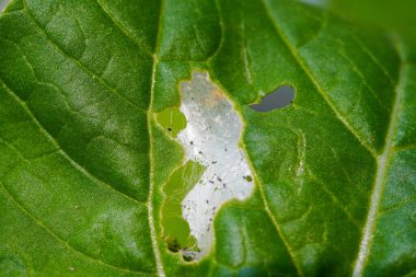 Pireler ve akarlarla enfekte olmuş hidrofonik sebzelerin yakın plan fotoğrafı. Hardal yaprakları oyuktur ve birçok tırtıl ve böcek yaprakları yer.