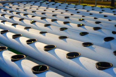 Sıralar dolusu hidroponik pvc borular ve ısırgan otları. DFT sistemli hidrofonik modül