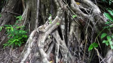 Büyük Ağacın Yavaş Hareketi Karmaşık Sarmal Kökleri Yağmur Ormanları Ormanında