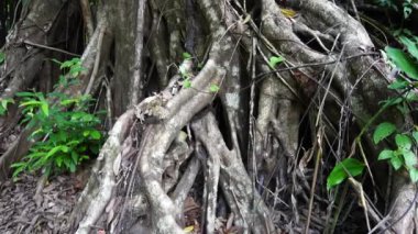 Yoğun bir ormanda, Sukabumi, Endonezya 'da asma köprüde sandaletlerle yavaşça yürüyorum.