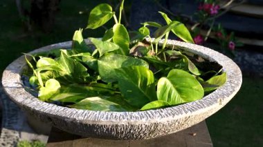 Açık hava taş konteynırında Güzel Pothos Bitkisinin Yavaş Hareketi. Epipremnum Aureum