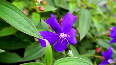 Parlak Mor Tibouchina Çiçeklerinin Yavaş Hareketi Bahçedeki yemyeşil yaprakların arasında