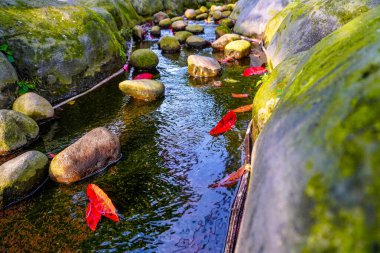 Huzurlu bir dere, canlı sonbahar yapraklarıyla süslenmiş yosun kaplı kayalar arasında akar. Huzurlu ve resimsel bir doğal manzara yaratır.