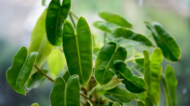 Cam kavanozda Philodendron BurleMmarx Bitkisinin Uzaklaştırma Hareketi Pencereye Yakın Tutuldu