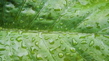 Yağmurdan Sonra Su Damlacıklarıyla Taze Yeşil Yaprağın Yakın Çekimi