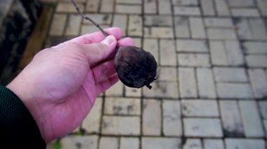 Çürük Meyveli Taşlı El Tutma Arkaplanı