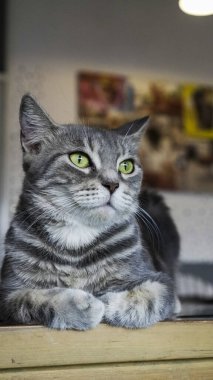 Gri bir tekir kedi pençelerini çaprazlayarak dinleniyor ve parlak yeşil gözlerini gösteriyor. Evcil hayvan ya da hayvan temalı projeler için mükemmel bir görüntü..