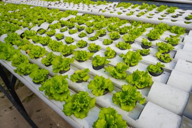 Yeşil marul bitkileri hidroponik sistemde gelişiyor, tarımsal yenilikler ve sürdürülebilir çiftçilik sergiliyor, modern tarım uygulamaları ve teknolojileri göstermek için mükemmel..