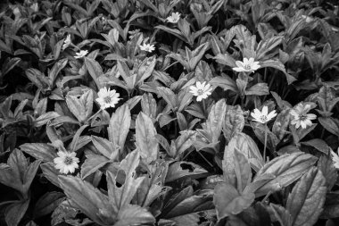 Bu gri tonlu resimdeki yemyeşil yapraklardan süzülen küçük beyaz çiçekler botanik tasarımlar için mükemmel bir doğal estetik oluşturuyor..