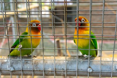 Renkli tüyleri olan iki canlı aşk kuşu kuş ve egzotik hayvan kavramları için tel bir kafesin içine tünemişlerdir..