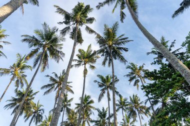 Açık mavi gökyüzüne bakan yüksek palmiye ağaçlarına bakmak, seyahat ve yaz temalı projeler için mükemmel bir tropikal tatil atmosferini çağrıştırıyor..