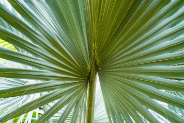 Yayılan yeşil palmiye yaprağı, botanik tasarımlar ve doğa temaları için ideal merkezi sapa doğru karmaşık ayrıntılar ve yakınsama çizgileri gösterir.