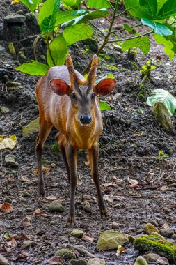 Çamurlu bir ormanda küçük bir munçak geyik tetikte bekliyor ve doğrudan kameraya bakıyor. Bu vahşi yaşam ve doğa projeleri için ideal..