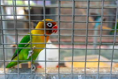 Renkli bir aşk kuşu, metal bir kafese tünemiş, meraklı ve dikkatli görünüyor. Kuşlar ve hayvanlarla ilgili içerikler için mükemmel..