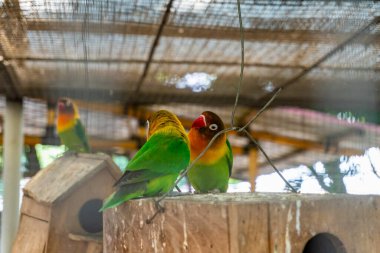 Üç canlı aşk kuşu, bir muhafaza içinde ahşap kuş evlerinin yakınına tüneyerek kuş ya da yaban hayatı içeriği için güzel bir imaj çizerken görülüyor..
