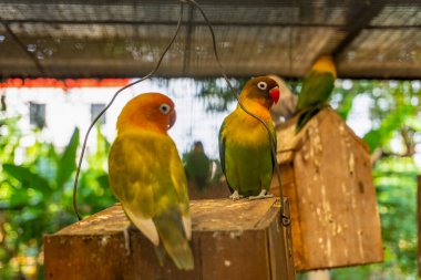 Arka planda yemyeşil yemyeşil yemyeşil bir ahşap yapının üzerine tünemiş birkaç renkli aşk kuşu, vahşi yaşam projeleri için rahat ve doğal bir ortam sunuyor..