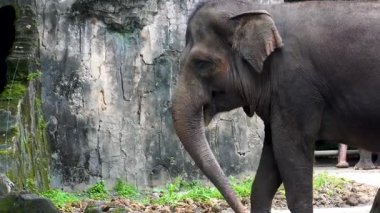 Fil Yetiştirme Bölümü 'nde Sakince Duran Filleri İzlemek