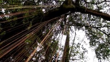Tropikal Ormandaki Uzun Ağaca Asılmış Asmalara Bakmak