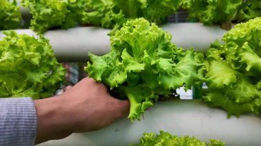 Hidrofonik Sistemde Yeşil Marul Kökleri Koşulunu Kontrol Etmenin Yavaş Hareket Videosu